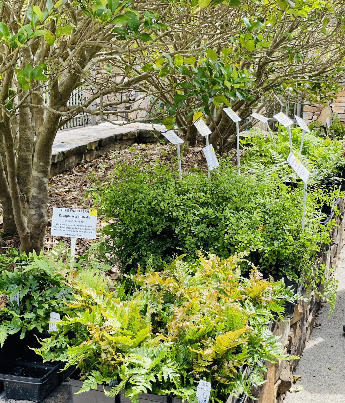 Fern Ridge Farms offered beautiful greenery.